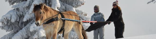 Ski Joëring 03 02 2012 102