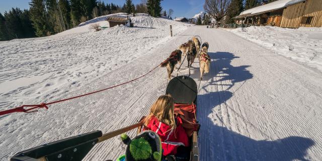 Chiens De Traineaux 9068 ©keno Derleyn