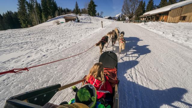 Chiens De Traineaux 9068 ©keno Derleyn