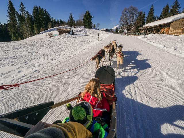 Chiens De Traineaux 9068 ©keno Derleyn